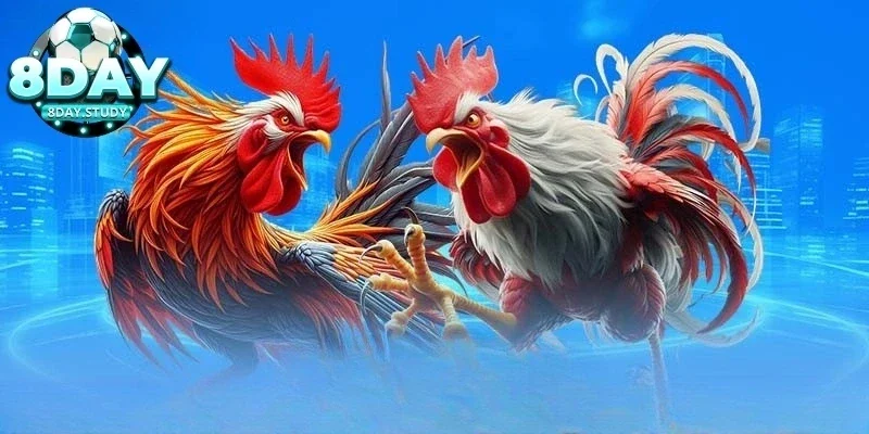 Chiến thuật chơi đá gà cựa dao tích lũy lâu năm từ cao thủ