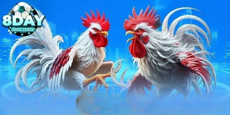 Chiến thuật lựa chọn gà đá cựa dao