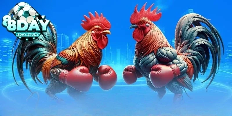 Kinh nghiệm đá gà cựa sắt giúp nâng cao cơ hội chiến thắng