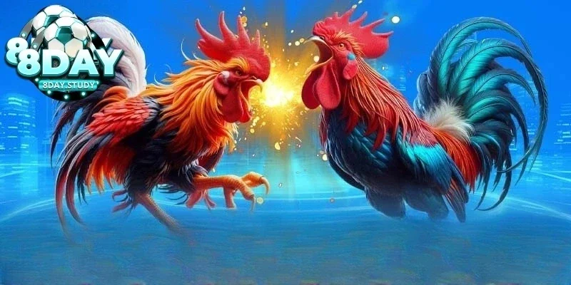 Kinh nghiệm đá gà cựa sắt giúp nâng cao cơ hội chiến thắng