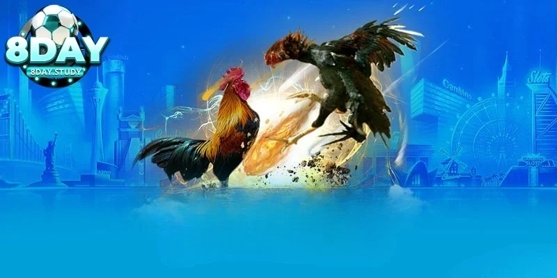 Những yếu tố cần chú ý khi tham gia cược đá gà cựa sắt