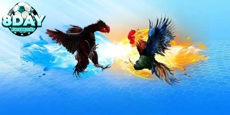 Luật đá gà Thomo cực chuẩn cho anh em chưa biết 3 Quy định về thời gian và cách thức thi đấu