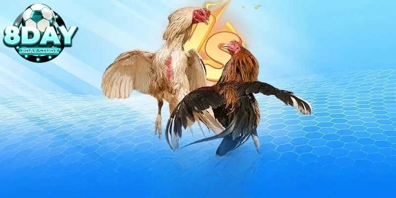 Luật đá gà Thomo cực chuẩn cho anh em chưa biết 4 Quy tắc về cựa dao và những vật dụng khác