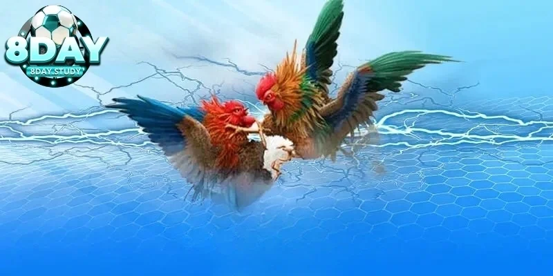 Luật đá gà Thomo cực chuẩn cho anh em chưa biết 2 Tổng quan về Luật đá gà Thomo